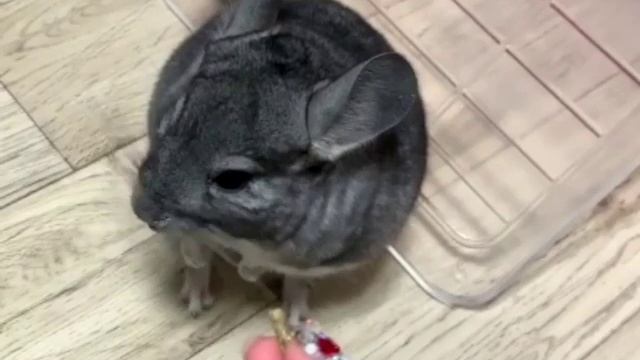 Шиншиллы кушают сено - витрины для шиншилл смотреть онлайн