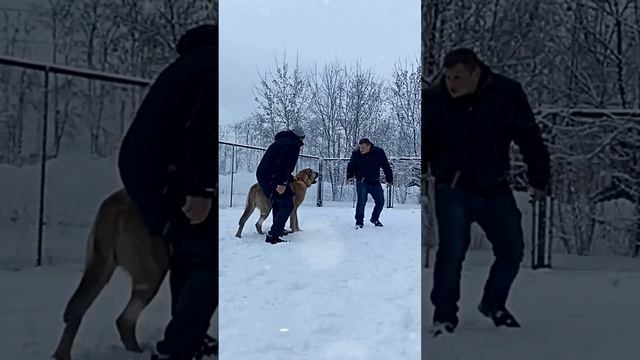 ГАМПР НА ЗАЩИТЕ.БОСТОН.УКУС ПО КОМАНДЕ#dog#dogs#собака#собаки#охрана#защита#gampr#армянскийгампр#