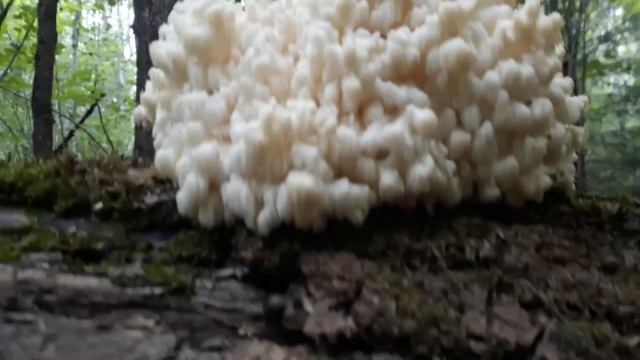 Гериций!!!!Ежовик коралловидный(Hericium coralloides) .Краснокнижный гриб !!!