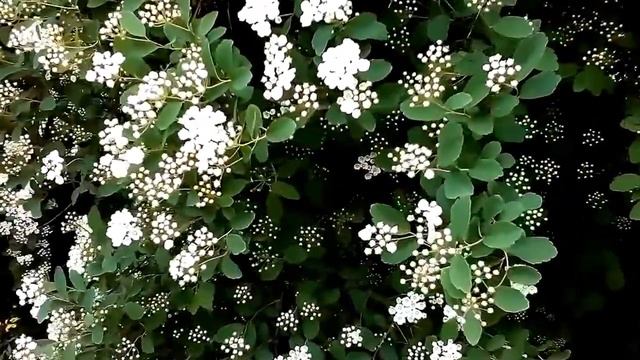 Цветущая Спирея смотреть онлайн