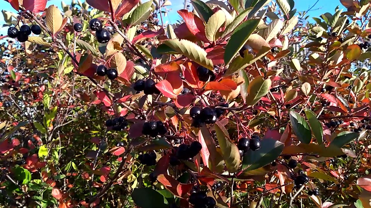 Черноплодная рябина - Арония черноплодная смотреть онлайн