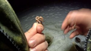 Ловля налима на Донку ,часть 2