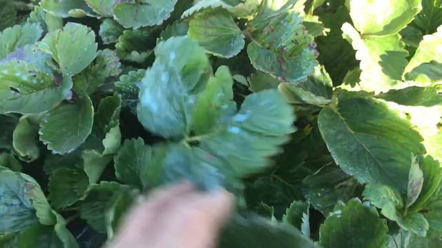 ЧТО ТАКОЕ КСД. КСД сорта клубники. Клубничные термины КСД.