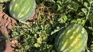 Арбуз Карино F1 (WM-29)