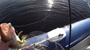 Рыбалка на Белом море. Пертоминск порадовал!