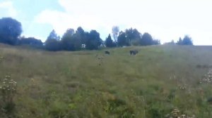 ШОК! СМОТРЕТЬ ВСЕМ! НЛО ПОХИТИЛО КОРОВУ!