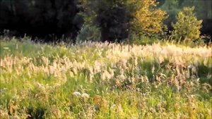 Медитация РА _СТИХИЯ ЗЕМЛИ_ (20.06.18).mp4