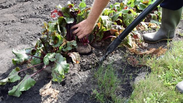 Когда убирать свеклу смотреть онлайн