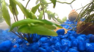 растения в аквариуме с креветками