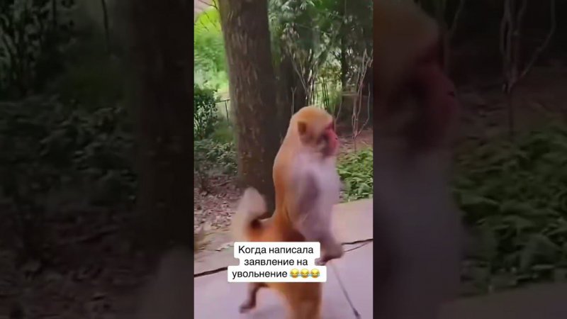 #юмор