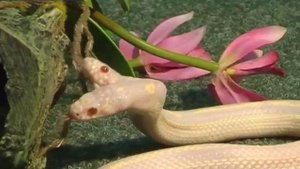 Змея две головы