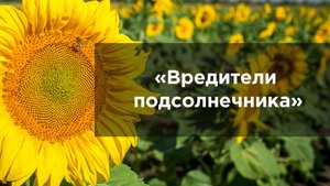 Вредители подсолнечника.mp4
