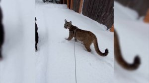 Пума Охотиться за собакой! Играем вместе с Цезарем на свежем воздухе