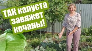 Что делать, если КАПУСТА НЕ ЗАВЯЗЫВАЕТСЯ?  Разбираем 5 главных причин!