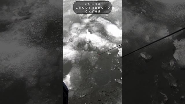 Блесна косит окуня 3 рыбы в минуту#Sorts смотреть онлайн