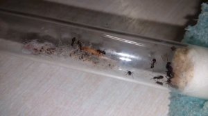ПОДНЯТИЕ КОЛОНИИ lasius fuliginosus. Пахучий древесный муравей. Часть 1