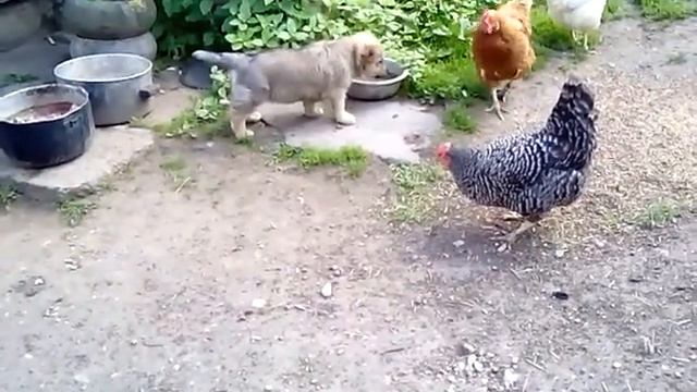 Гарик Бульдог Харламов смотреть онлайн