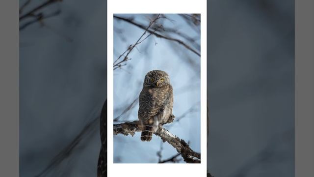 Самая маленькая сова. Воробьиный сыч.