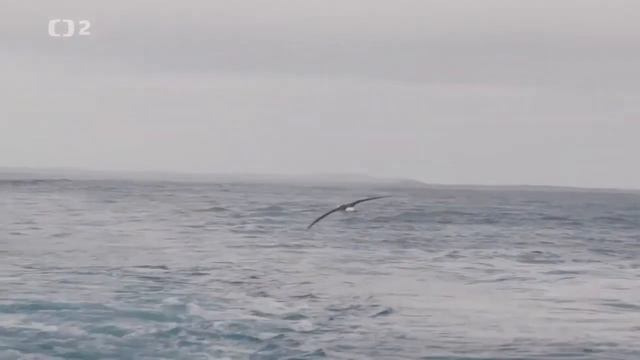 Футаж полет чайки смотреть онлайн