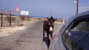 Кипр - ослики #ослыкипра #поездкавзаповедник #cyprusdonkey #turkeyside