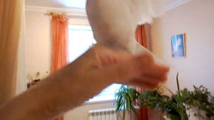 Дрессировка голубей В КВАРТИРЕ! №15