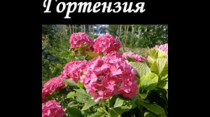 27 прелестных цветов для ВЛАЖНЫХ ПОЧВ