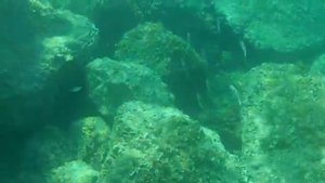 адриатическое море и его обитатели