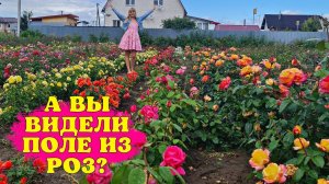 СУПЕР РОЗЫ для СРЕДНЕЙ ПОЛОСЫ! Гуляем по полю, смотрим сорта