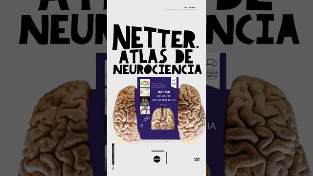 Netter. Atlas de neurociencia