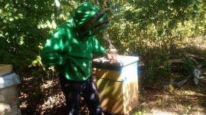 Двухматочное содержание пчелосемей сезон 2020. Двухматочный улей медовик для пче