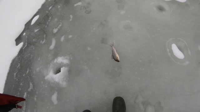 Хариус в глухозимье.И снова паразиты.