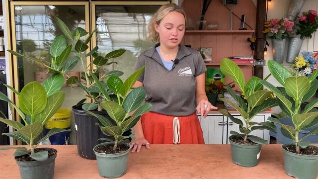 Ficus Audrey - Houseplant of the Week смотреть онлайн
