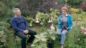 Невероятные ароматы в своем саду | Бругмансия | Опыт выращивания