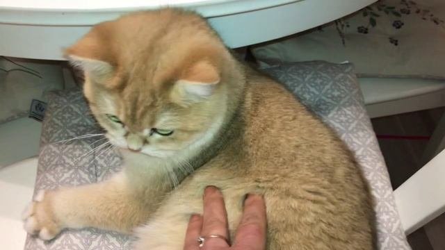 ЗОЛОТЫЕ ? КОШКИ ШИНШИЛЛЫ.GOLDEN KITTENS⭐️????ЗОЛОТЫЕ БРИТАНСКИЕ ШИНШИЛЛЫ.?