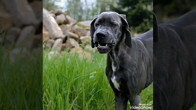 Бульдог по кличке дог американская Народная песенка перевёл Леонид Яхнин смотреть онлайн