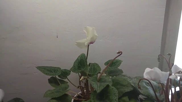 ? Жёлтые цикламены. ? ?  Миф или реальность? ?