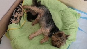 Dogvlog/Элла стала мамой/Первые роды у Йорка