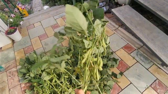 Японские бобы, вкусняшка к пиву смотреть онлайн