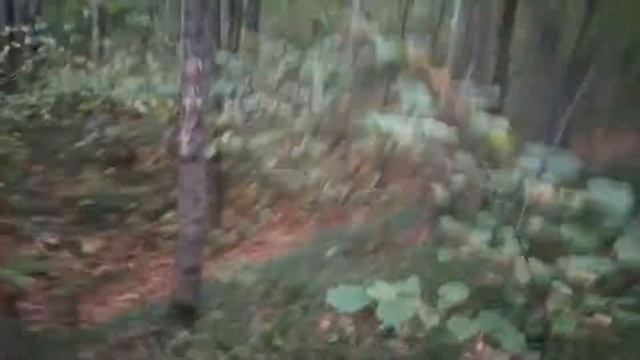 ЛО: русло высохшего ручья смотреть онлайн