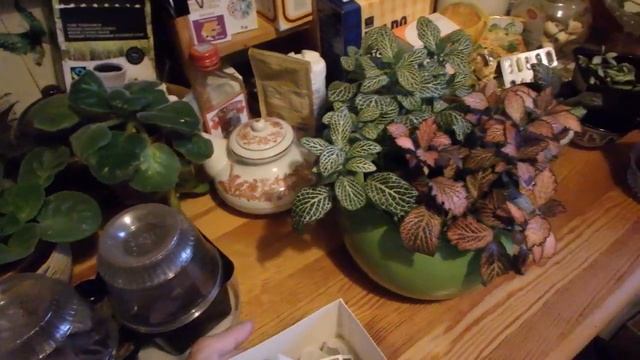 утренние посиделки - болталки за чашкой чая смотреть онлайн