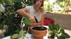 ГЛОКСИНИЯ ПОДГОТОВКА К ЗИМЕ И УКОРЕНЕНИЕ 4К