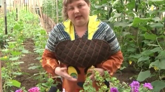 Петуния, неприхотливый и красивый цветок, уместна везде