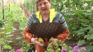 Петуния, неприхотливый и красивый цветок, уместна везде