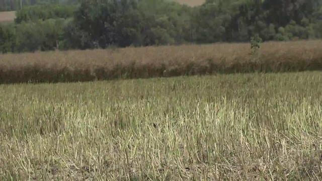 Уборка ярового рапса - рапсовый стол ( 2013 г.)