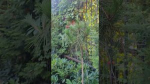 Плакучая сосна pinus densiflora Pendula