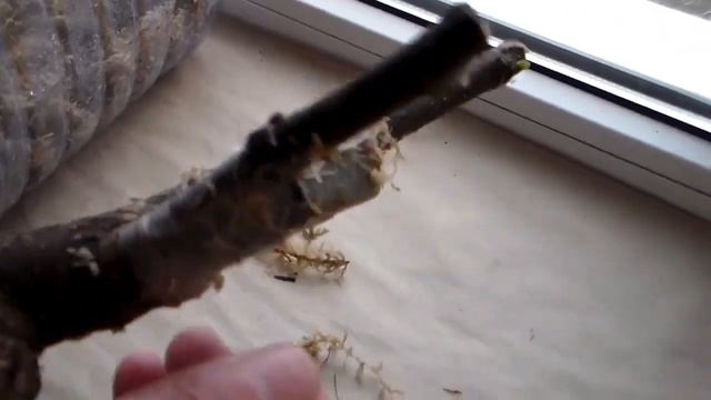 Часть 2. Настольная прививка инжира, винограда. смотреть онлайн