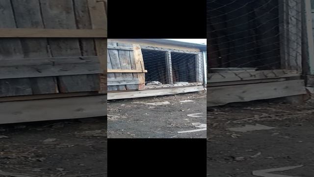 Умка скучает