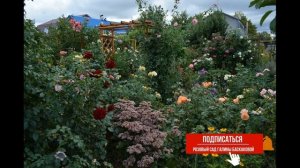 Король осеннего сада! Очиток видный.