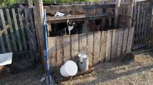 КОРОВЫ ЛЮБЯТ ЛАСКУ! ПТИЧИЙ ДВОР! Жара +50 ?