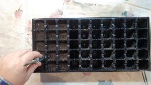 Посадка пророщенных семян острого перца в кассету. Carolina reaper, trinidad scorpion, bhut jolokia